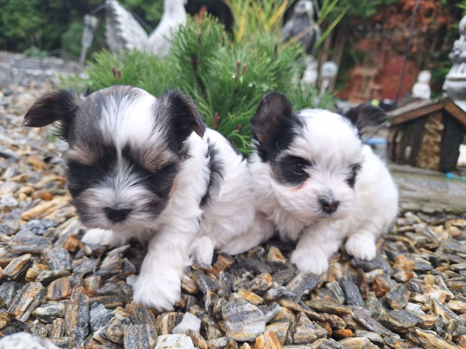 York Biewer mini z dokumentami