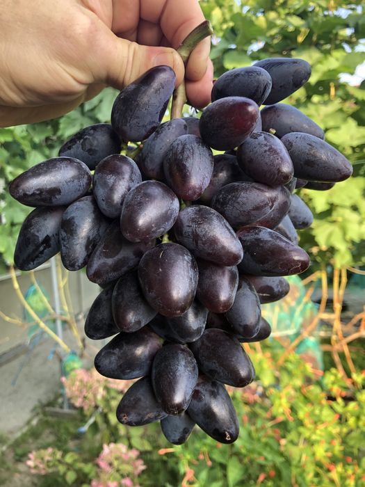 Саджанці та Черенки винограда