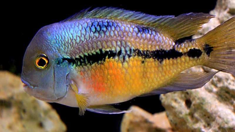 Pielęgnica nikaraguańska - Hypsophrys nicaraguensis - dowóz, wysyłka