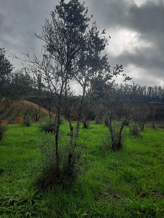 Árvores - Oliveiras