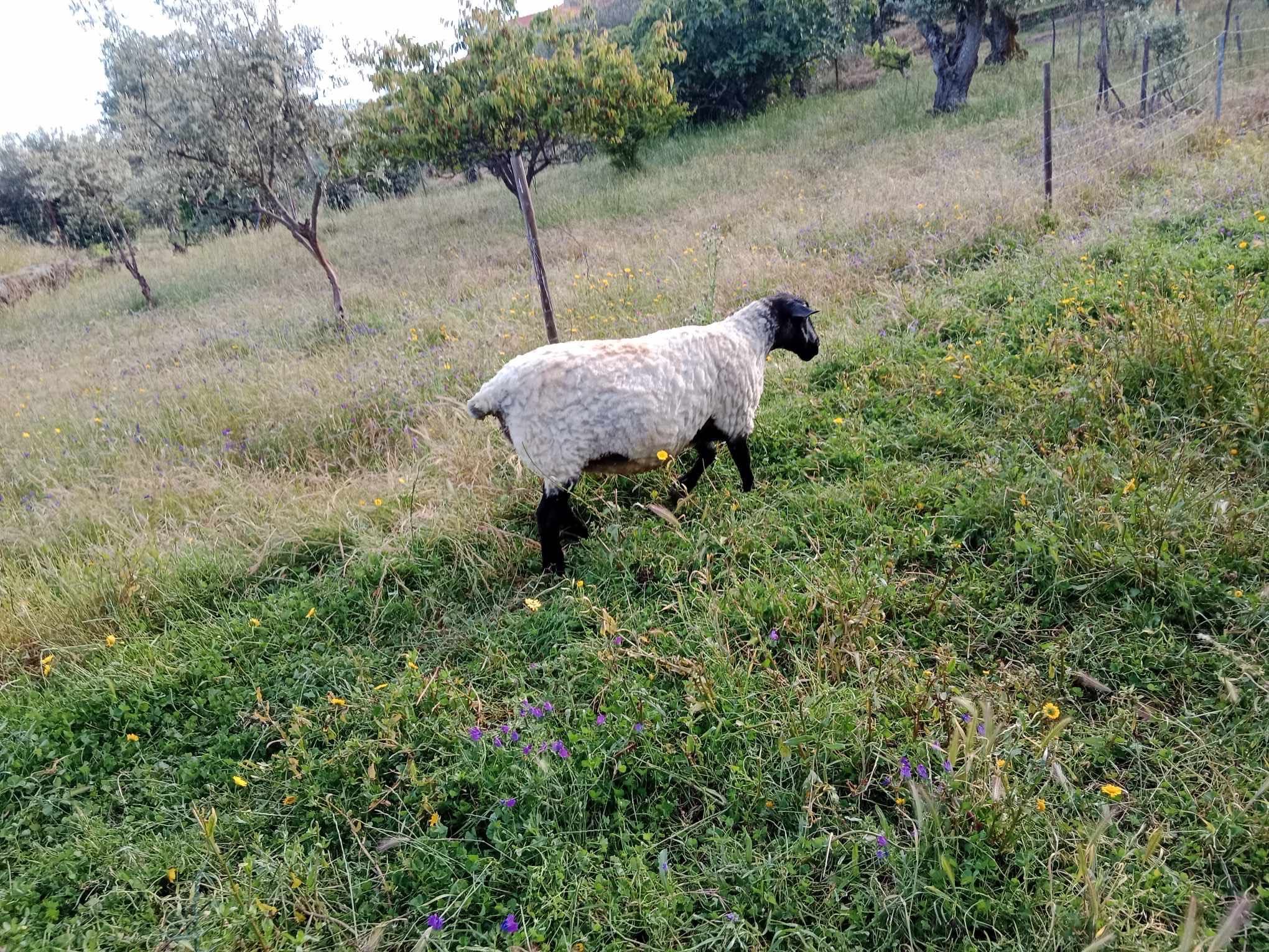 Vendo Ovelha Sulfok prenha