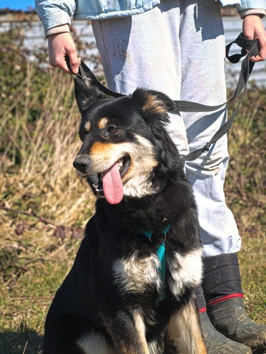 Willow - delikatna psia piękność z utęsknieniem czeka na dom!