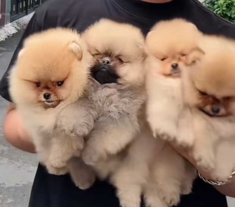 Mały miś pomeranian mini