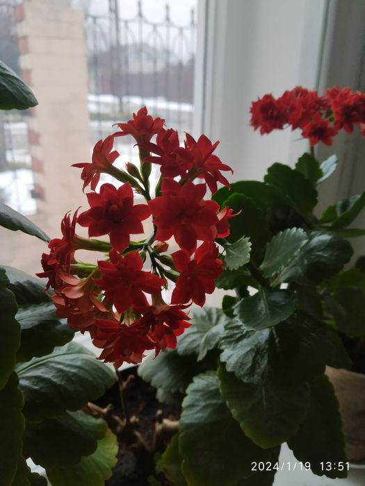 Цветы цветущие и очень красивые