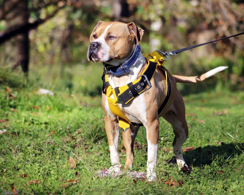 Ginger- rodowity Pitbull po przejsciach czeka na swój dom