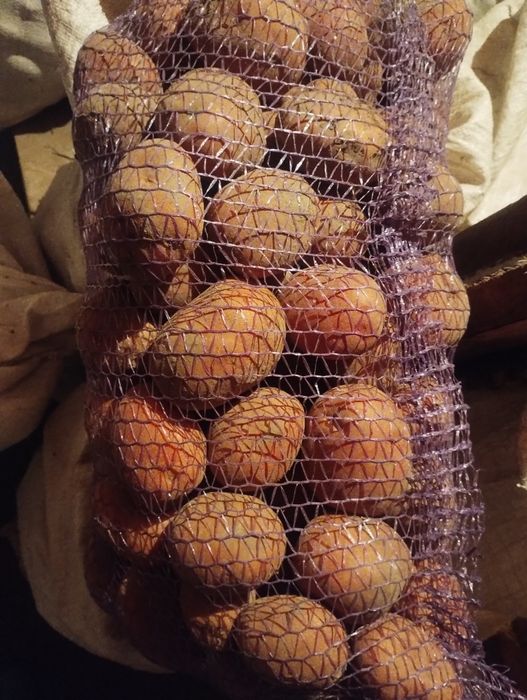 Продам домашню картоплю