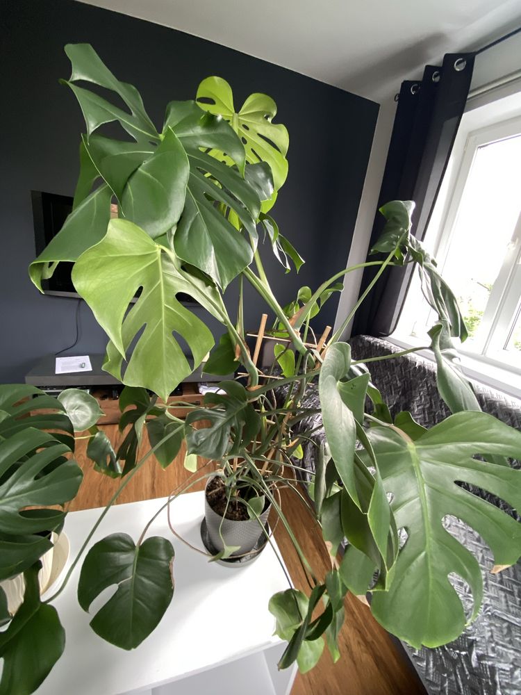 Monstera duża zielona