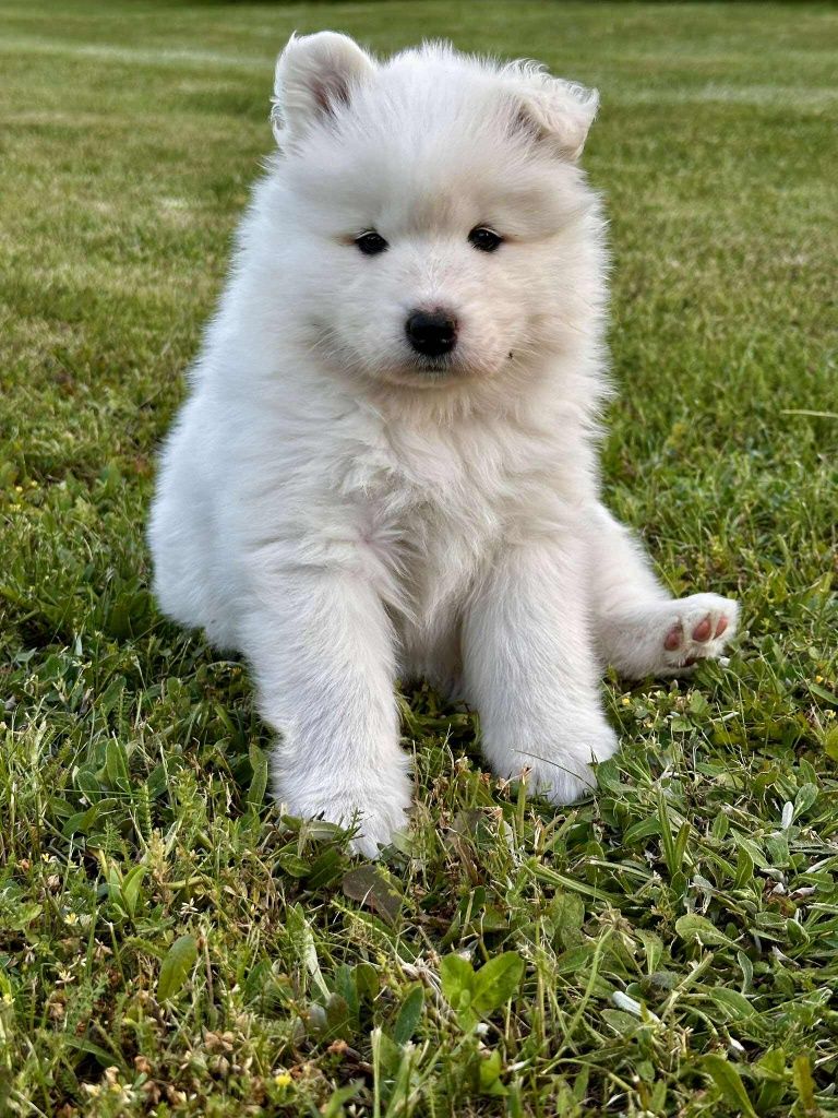Samoyed gotowy do odbioru z rodowodem