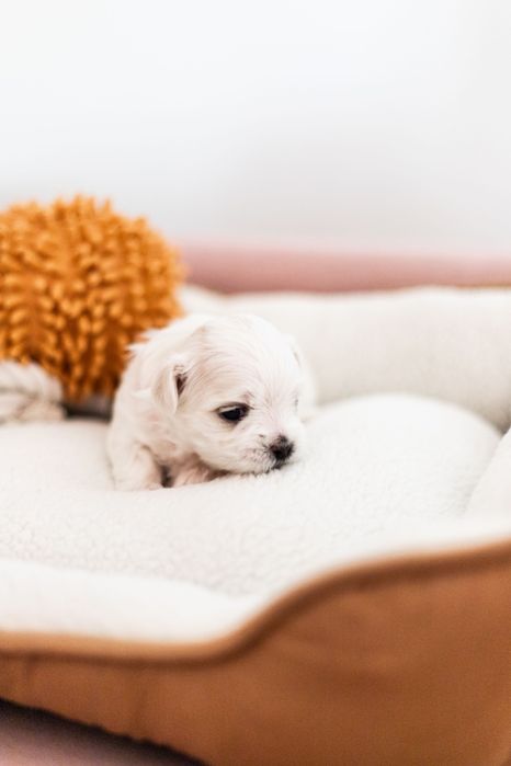 Maltańczyk z rodowodem i chipem - rezerwacja