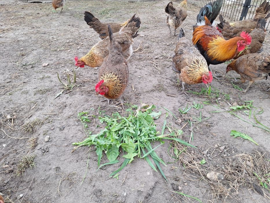 Jaja jajka kur zielononóżki, zielonozka,kury zielononóżki