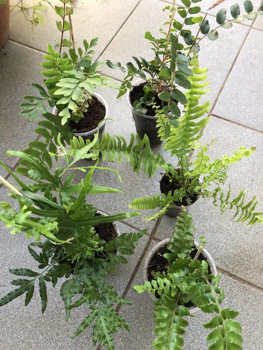 Папороть кімнатна