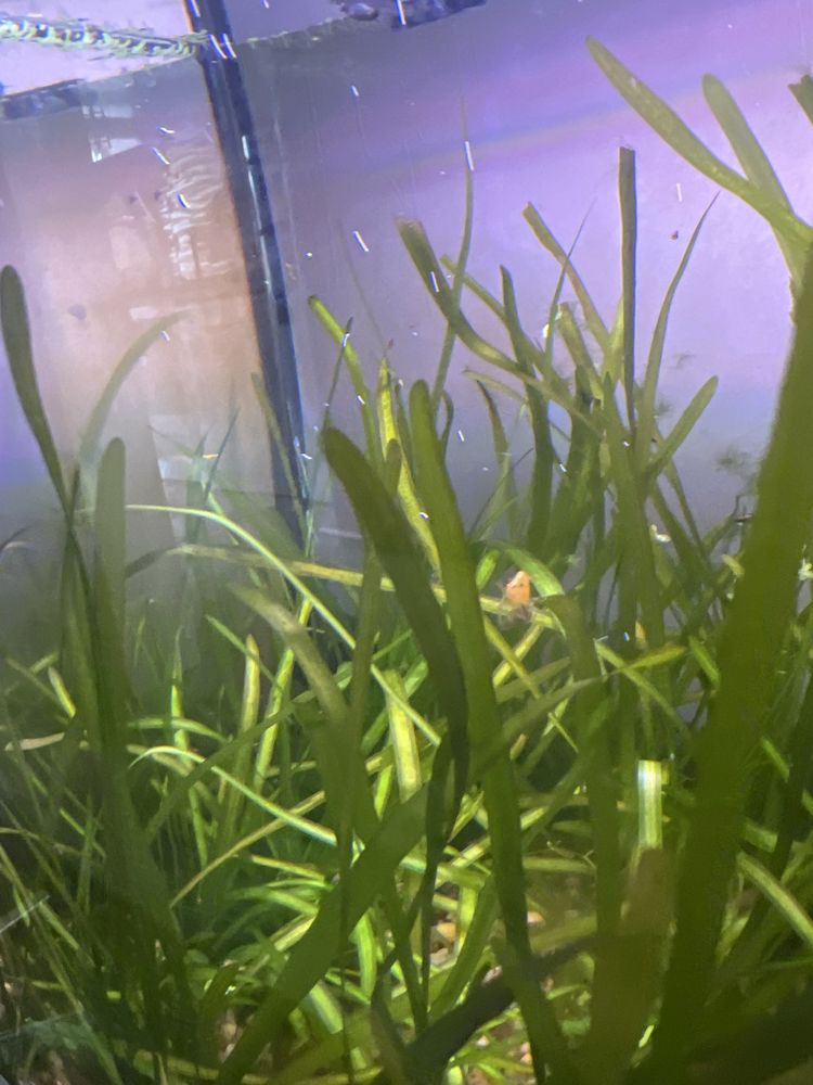 Neo Caridinias  Goldenback…