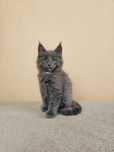 MAINE COON - kocurek WIGO - rodowód FPL/FIFE