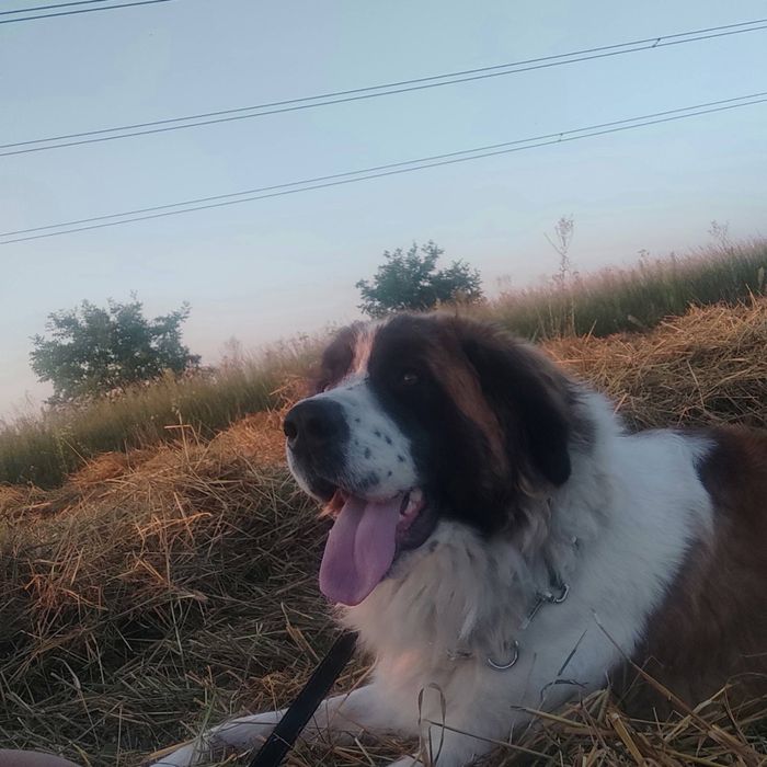 Продам цуценят московської сторожевої