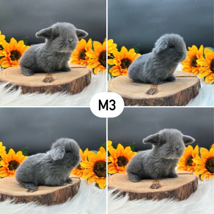 Króliczki Mini Lop