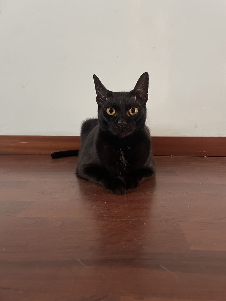 Smokey e Pantera para adoçao responsavel