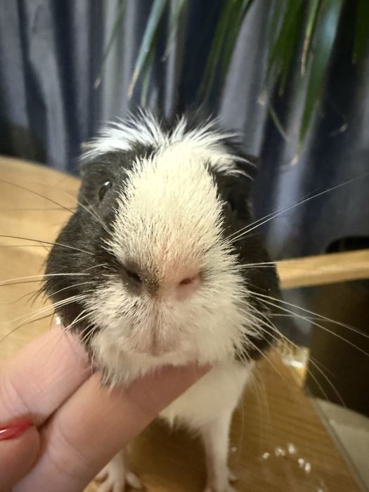 Морська свинка 6 місяців абіссинський  самець