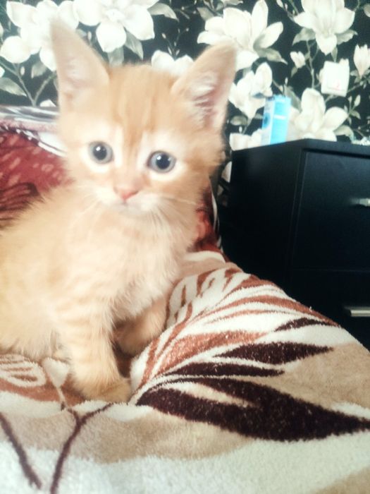 Продам шотландських кошенят.