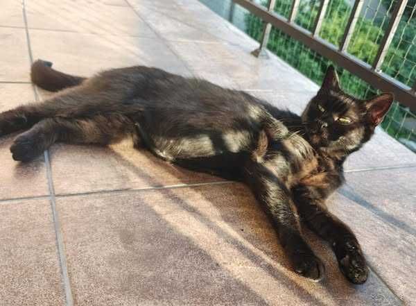 Cudowna Foxi szuka domu