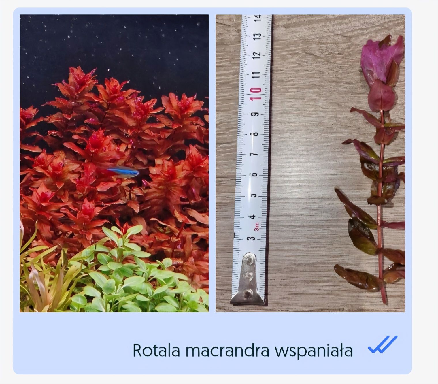 Wysyłam! Personalizowany zestaw roślin akwariowych