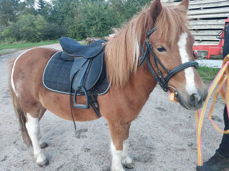 Kucyk wałach 130 cm duży zdrowy ujeżdżony 5 lat