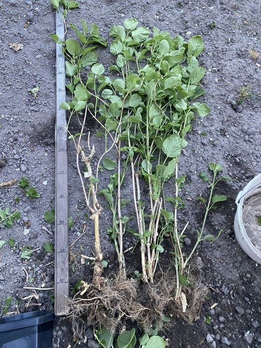 Сирень біла і темнофіолетова, Гортензия древовидная Аннабель