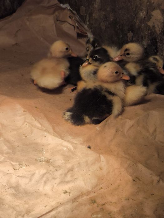 Kaczki biegusy indyjskie