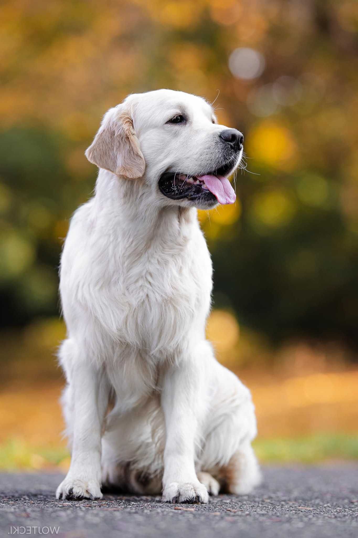 Golden Retriever ZKwP
