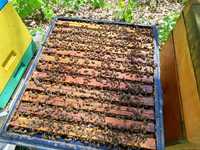 Rodziny pszczele pszczoły krainka