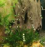 Krewetki Caridina Crystal Black