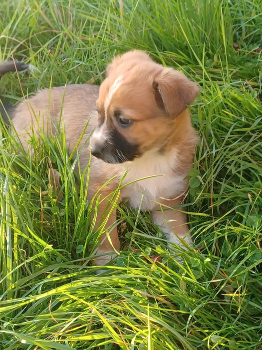 Pieski do adopcji