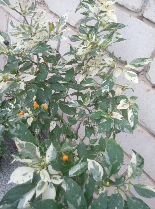 Семена острого комнатного декоративного перца.