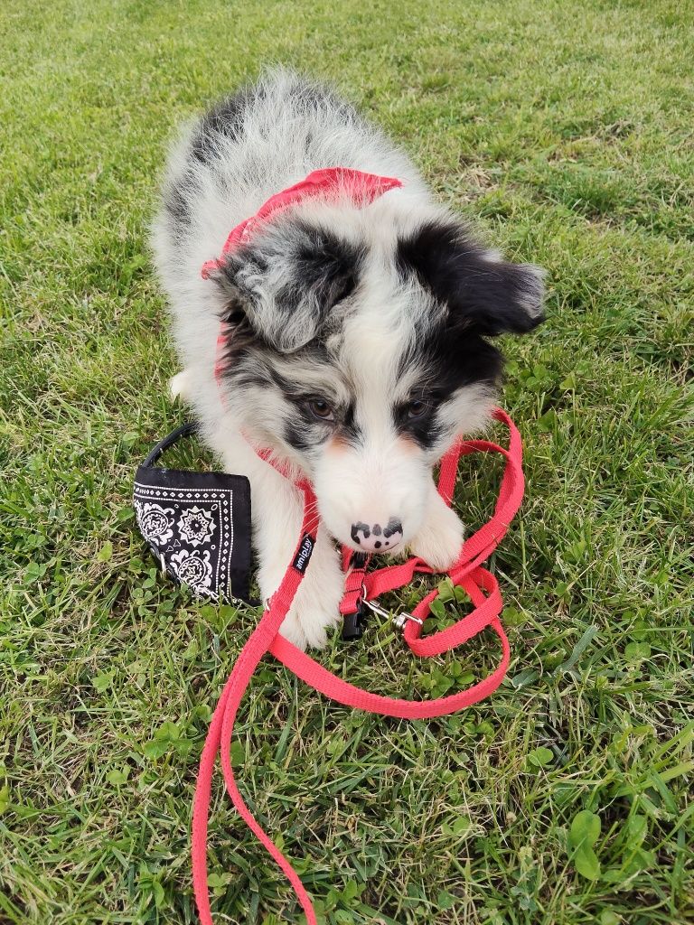 Border collie chłopiec Blue -merle nr 1/GOTOWY DO ODBIORU/genetyka