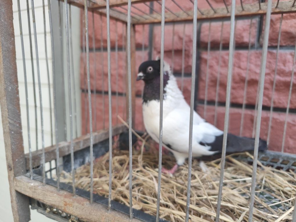 Продам голуба самчика