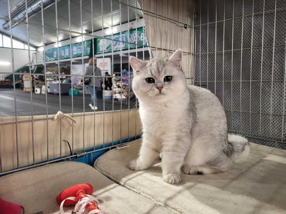 Kocięta Brytyjskie Srebrne Krótkowłose, kot brytyjski, kotka