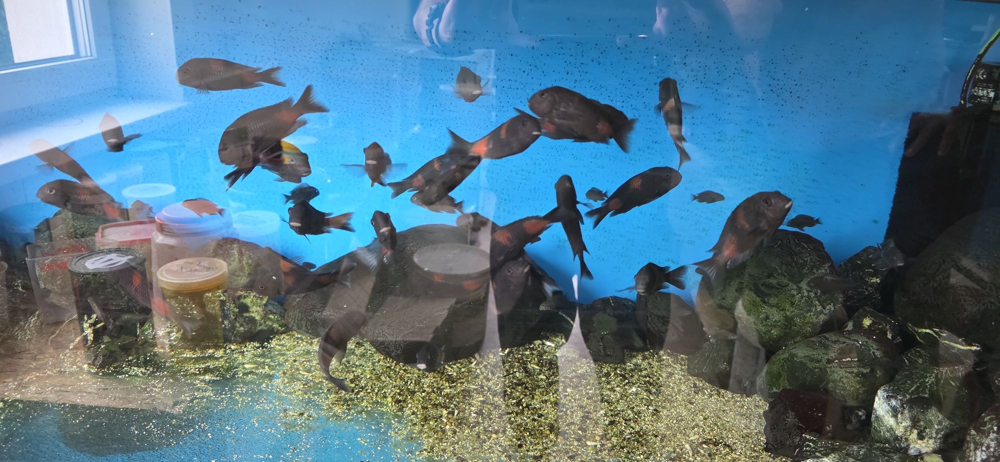 Tropheus bulu point