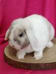 Mini lop samica dorosła