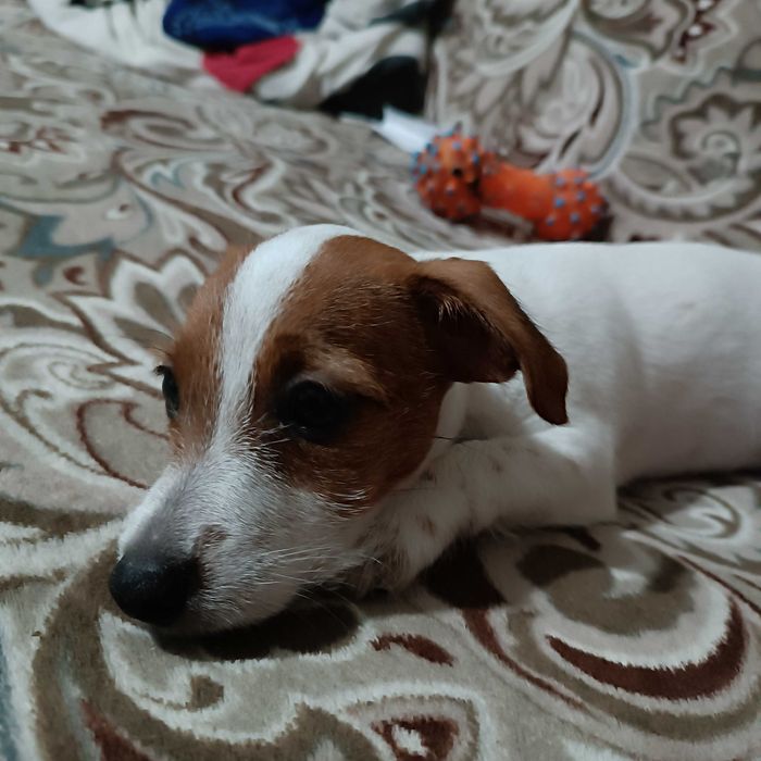 Джек Рассел Терьер дівчинка