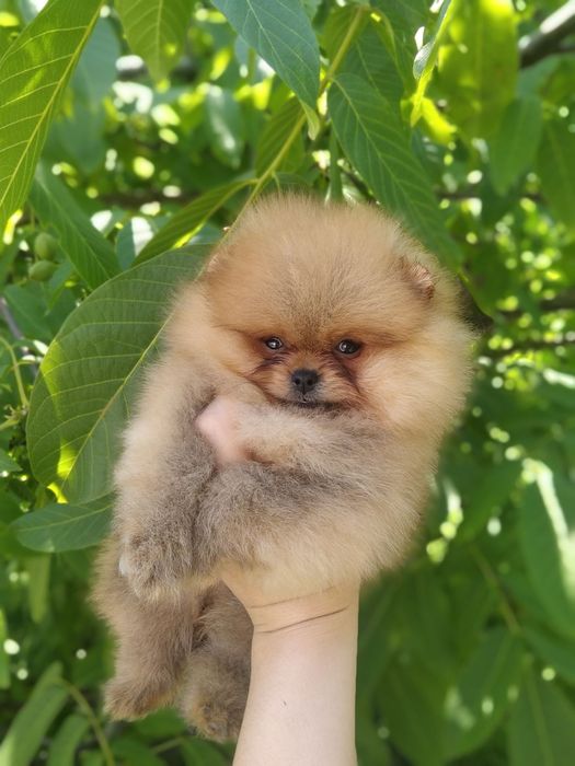 Хлопчик шпіц мішка