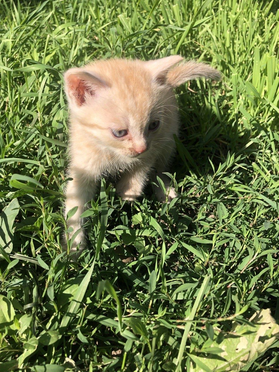Котики в добрі руки