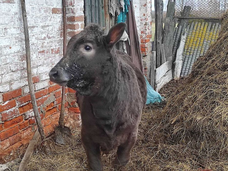 Телка, теличка, телиця.  5 міс.