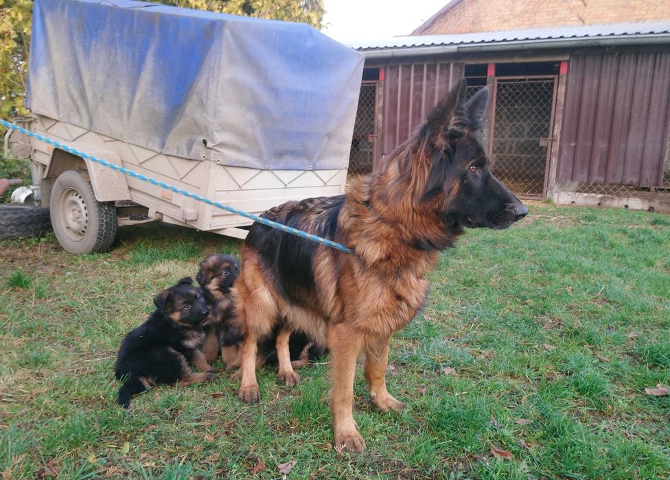 Owczarek niemiecki długowłosy - szczeniak suczka