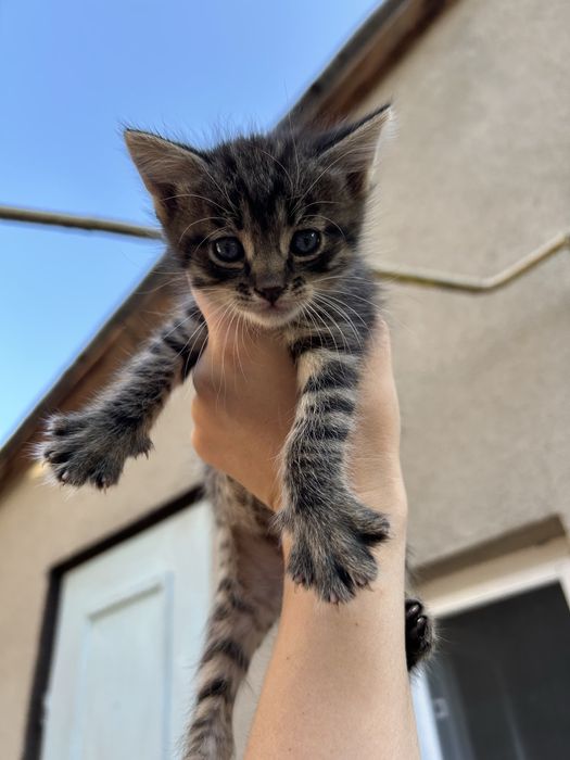 Кошенята шукають дім