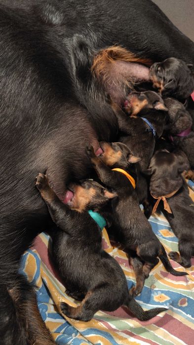 Szczeniak, suczka Rottweiler po Championie Polski / Rodowód ZKwP, FCI