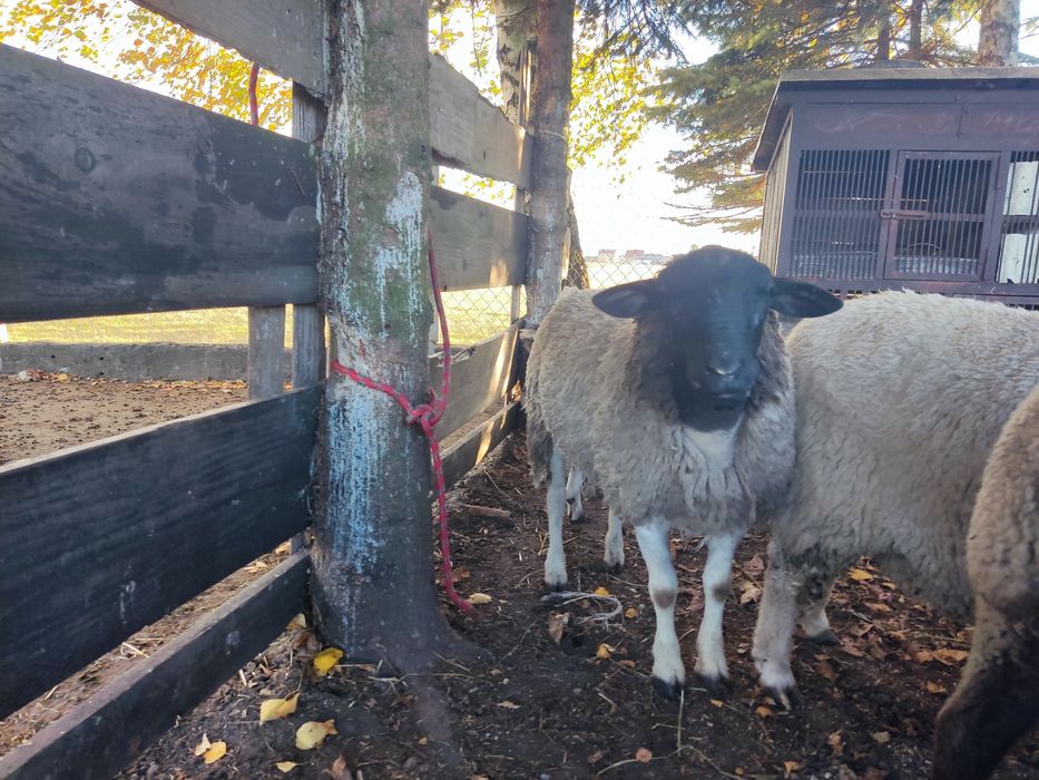 Tryk dorper baran owca