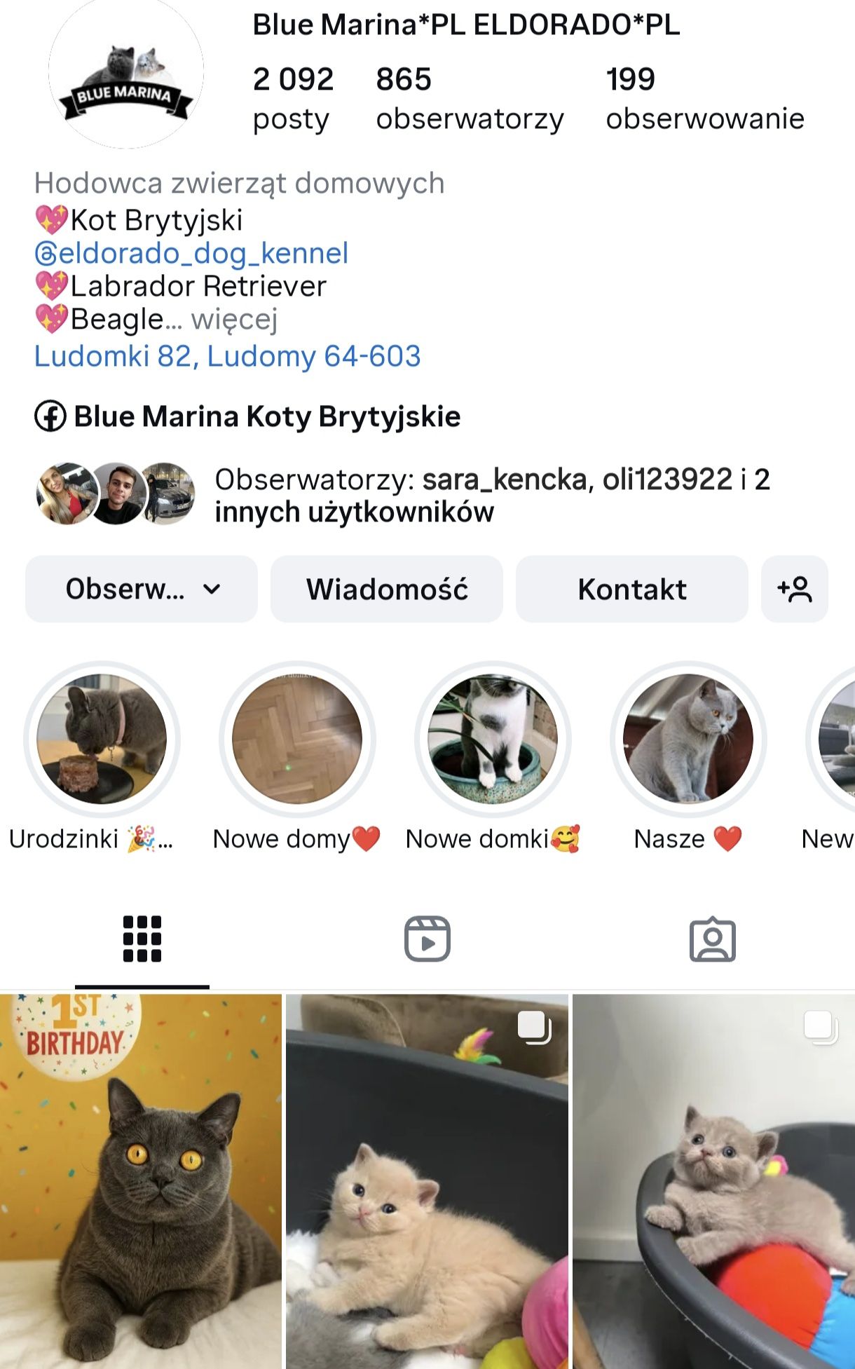 Kot Brytyjski kotka niebieska Sophie odbiór sierpień