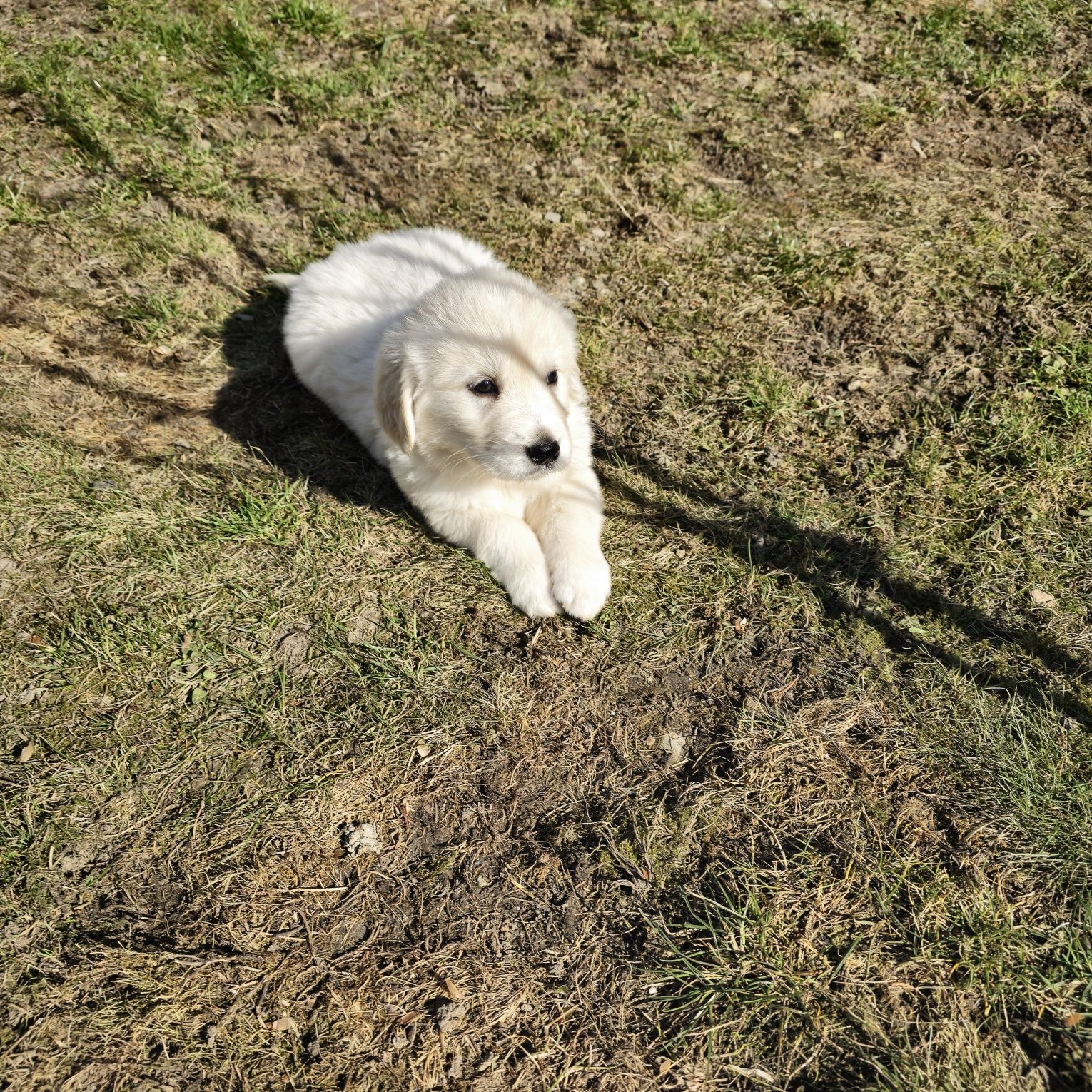 Golden retriever szczeniak