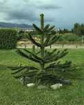 Araukaria chilijska ( Araucaria araucana ) 2 letnia, 15+ cm wysokości