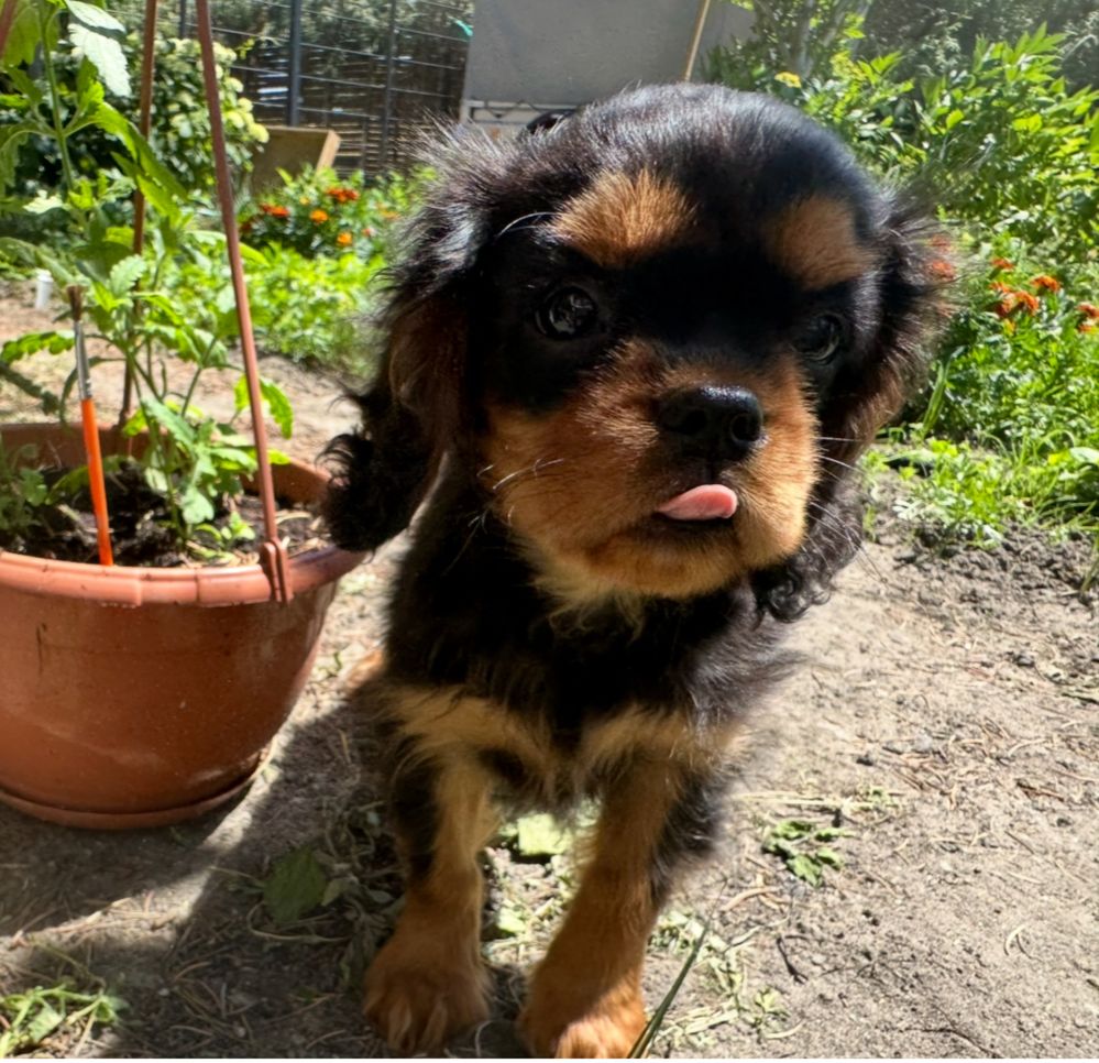 Cavalier King Charles Spaniel- piesek ZKwP