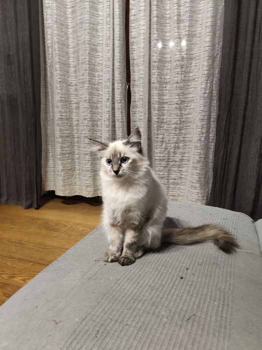 kotka syberyjska neva masqeurade